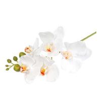 Realus lietimas Netikri orchidėjų žiedai Dirbtinio šilko Dirbtinė Phalaenopsis gėlė su 5 žiedų galvutėmis Namų interjero dekoravimui Biuro stalo puošmena Gėlių white