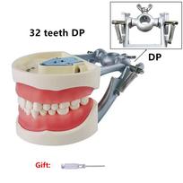 Dental Model With 24/28/32 Screw-in Teeth Tooth Model For Filling Training Demo Dentistry Tool    Laboratory Practice Instrument beige