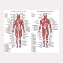 Raumenų sistemos plakatai ir spaudiniai Anatomijos lentelė Žmogaus kūnas Mokykla Medicinos mokslas Švietimo drobės paveikslai Namų dekoras 20x30cm brown