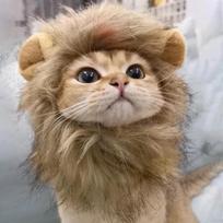 Katės liūto karčių Helovino kostiumas Liūto kostiumas Katės Cosplay Persirengimas Naminių gyvūnėlių skrybėlaitė mažoms katėms ir kačiukams Šventės dekoracija Didmeninė prekyba S Neck Girth 28cm brown