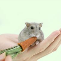 9 vnt. Triušio Hamsterio Dantų Valymo Morkų Kramtomi Pagaliukai Mažų Gyvūnų Kramtomas Žaislas Augintinio Reikmenys Narvas Hamsterio Žaislai 6.5X1.5X1.5CM gray