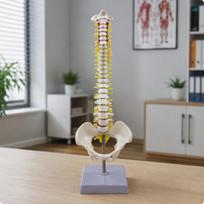 Stuburo modelis su nervais, kryžkauliu, medicininis, edukacinis chiropraktikams, gray