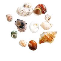 11 vnt. Krabų atsiskyrėlių kriauklių Vidutinės Mažos Augimo Turbo Jūros kriauklės Krabams atsiskyrėliams 11 Crab Shells beige