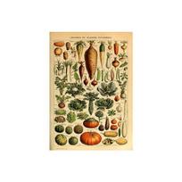 Senoviniai daržovės vaisiai Botanikos edukacija Plakatas Grybai Diagrama Piešimas Sienos Menas Drobės tapyba svetainės dekoravimui Quadro 60cm×100cm NoFrame