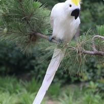 Simuliacija Papūga Realistiškas Dizainas Plunksnuota Papūga Modelis Paukščio Figūrėlė Rankų Darbo Namų Dekoras Sodui, Terasonui White Cockatoo gray