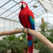 Simuliacija Papūga Realistiškas Dizainas Plunksnuota Papūga Modelis Paukščio Figūrėlė Rankų Darbo Namų Dekoras Sodui, Terasonui Red Macaw brown