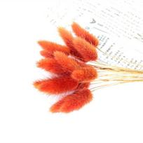 20 vnt. Džiovintų gėlių zuikio uodegos žolės puokštė tikra puokštė fotografijai rekvizitai „Flores Diy“ namų vestuvių dekoras red