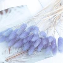20 vnt. Džiovintų gėlių zuikio uodegos žolės puokštė tikra puokštė fotografijai rekvizitai „Flores Diy“ namų vestuvių dekoras gray
