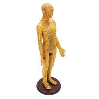 Acupuncture Model Accurate Full Body Human Acupoint Model with Base Rotatable Arms for Teaching Student Demonstration Female