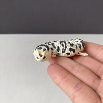 Oficialus Qualia mieguistas leopardinis gekonas riebauodegis gekonas roplių augintinis gekonas driežas chameleonas modelis žaislas