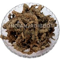 IndianJadiBooti Tagar Ganth - Indian Valerian Root (Valeriana Wallichii) - Pure Mushkbala helps Support Restful Sleep, Calming Nervine & Relaxati