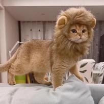 Katės liūto karčių Helovino kostiumas Liūto kostiumas mažoms katėms ir kačiukams – Helovinui, katės gimtadieniui, katės cosplay, katės drabužiams Neck Girth 32-38cm brown