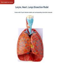 Adult Human Respiratory & Cardiovascular Model: Throat, Thyroid, Lung, Heart white