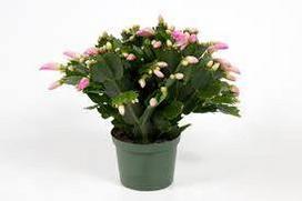Vazoninis augalas plokštenis, Ø 10,5, 25 cm, lot. SCHLUMBERGERA