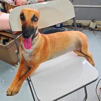 4 dydžiai Realistiška kurtų šunų pliušinė pagalvė Spausdinta kurtų pliušinė pagalvėlė Juokingas memų dekoras Mini šuns raktų pakabukas Dovanos. 38cm brown