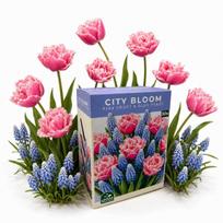 Rudenį sodinamų svogūninių gėlių rinkinys City Bloom Pink Frost & Blue Peaks Nojus 30 sv.