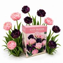 Tulpių svogūnėlių rinkinys City Bloom Blush & Midnight Nojus 20 sv.