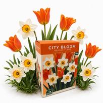 Rudenį sodinamų svogūninių gėlių rinkinys City Bloom Orange Flame Nojus 16 sv.