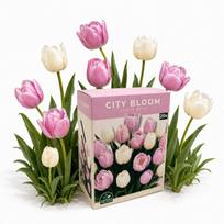 Tulpių svogūnėlių rinkinys City Bloom Ivory Rose Nojus 20 sv.