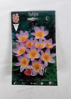 Tulpės Lilac Wonder, 10 vnt.