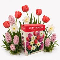 Rudenį sodinamų svogūninių gėlių rinkinys City Bloom Spring Harmony Nojus 18 sv.