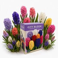 Hiacintų svogūnėlių rinkinys City Bloom Fragrant Garden Nojus 15 sv.