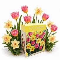 Rudenį sodinamų svogūninių gėlių rinkinys City Bloom Sweet Pastel Nojus 15 sv.