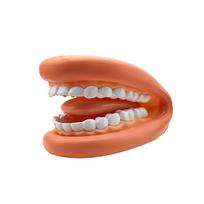 1 dantų modelio „Mighty Mouth“ rankų lėlės su liežuviu rinkinys logopedo odontologui / edukacinis mokymosi šaltinis vaikams A brown