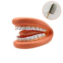 1 dantų modelio „Mighty Mouth“ rankų lėlės su liežuviu rinkinys logopedo odontologui / edukacinis mokymosi šaltinis vaikams B with brush