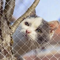 Katinų apsauginis tinklas balkonui, terasai ar langui, permatomas, montavimas be gręžimo