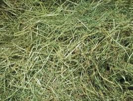 Šienas Tuchola, žalias, kvapnus, 3 kg