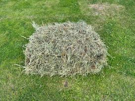 Šienas graužikams, žiurkėnams, triušiams, šinšiloms, jūrų kiaulytėms, 10 kg