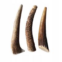 Elnių ragas, M dydis, apie 15 cm, 80–120 g, 1 vnt.