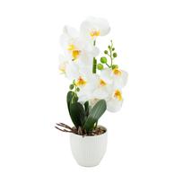 Orchidėja „GREENLAND“ H40 cm, baltas vazonas, baltas žiedas