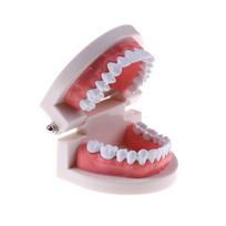 Medicina Dantų dantų modelis Ankstyvosios vaikystės mokymo dantų modelis vaikams A1 gray