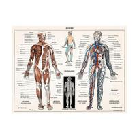 Žmogaus Anatomija Kūno Organai Kaulai Paveikslas HD Plakatas Drobės Tapyba Sienų Menas Medicinos Mokykla Svetainė Namų Dekoravimas Sieninis Paveikslas 30x40cm raudona