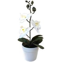 Phalaenopsis Orchid 3D Orchid Bonsai Lifelike Butterfly Shape mėlyna