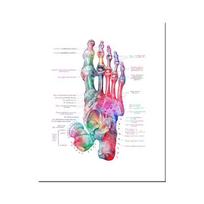 Šiuolaikinės spalvos Žmogaus anatomija Diagrama Medicininis skeletas Struktūra Pėdos Plakatas Šiaurės šalių drobė Mokomoji dekoratyvinė tapyba Sienų dailė 20x30cm white