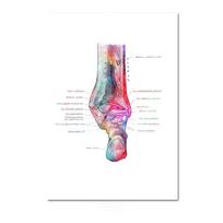 Šiuolaikinės spalvos Žmogaus anatomija Diagrama Medicininis skeletas Struktūra Pėdos Plakatas Šiaurės šalių drobė Mokomoji dekoratyvinė tapyba Sienų dailė 20x30cm white