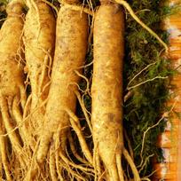 Šviežio ženšenio dovanų rinkinys 5 metų 750 g (apytiksliai. 8-10 šaknų) 1 vnt. 750 g