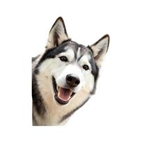 Husky Static Cling Glass Sticker No Glue for Kitchen Bathroom Balcony Door Window Decor 29x33cm įvairiaspalvis
