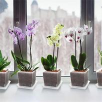 Daugkartiniai skaidraus plastiko gėlių vazonai, kvėpuojantys orchidėjų vazonai, šaknų kontrolės vazonai Phalaenopsis persodinimui, skaidrūs kvadratiniai augalų vazonai S balta
