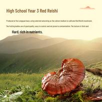 KANG EN BEI Broken-wall Reishi Spore Powder