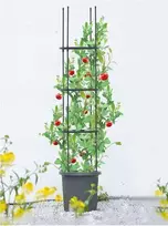 Vazonas su atrama pomidorams TOMATO TUBE, 8x28x148 cm