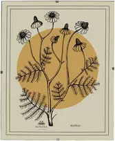 Nuotraukų rėmelis Mondex Since 1986 ADI Antyrama 40x50 cm Antyrama plexi