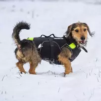 Julius-K9 Neono Daugiafunkcinė Liemenė – Lengvas Plaukimo ir Reabilitacijos Palaikymas, Dydis S