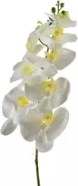 Mondex Since 1986 VIRIDIS Gėlių orchidėjos šakelė 90 cm balta