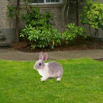 Rabbit Animal Statue Stake Sign Figurine Floor Decoration Lifelike Garden Stake for Path Garden Sidewalk Home Lawn Decoration black