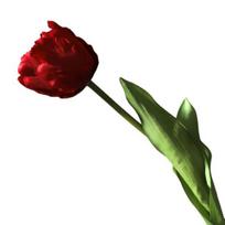 Artificial Tulip Flowers Real Touch Long Stem Tulip Bouquet with Leaves for Wedding Bouquet Spring Floral Arrangement Home Table Vase Decor raudona