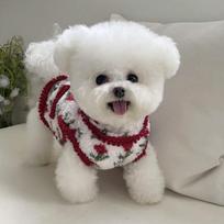 Pet Thickened Warm Cotton Vest Teddy Bichon Small Dog Cat Yorkshire Pomeranian Dog Clothes Autumn And Winter Clothing XS back length 20cm (recommended 1-2 pounds) white